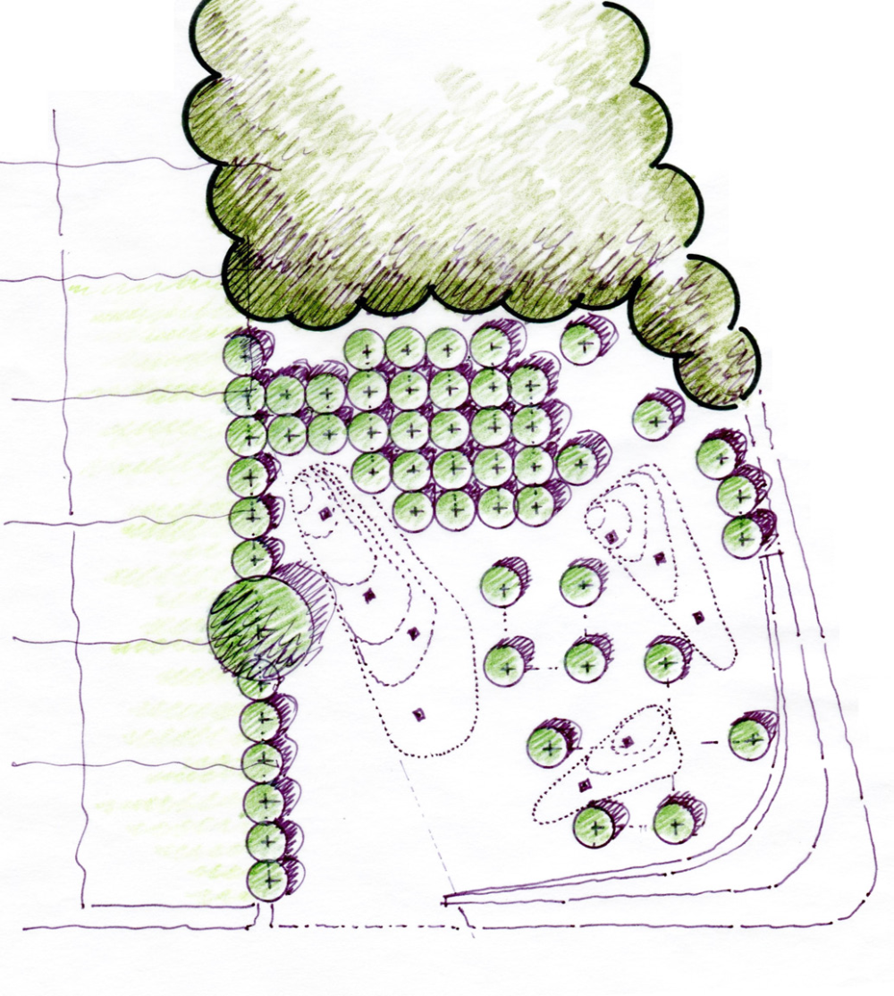Plan study — stones and tree circles