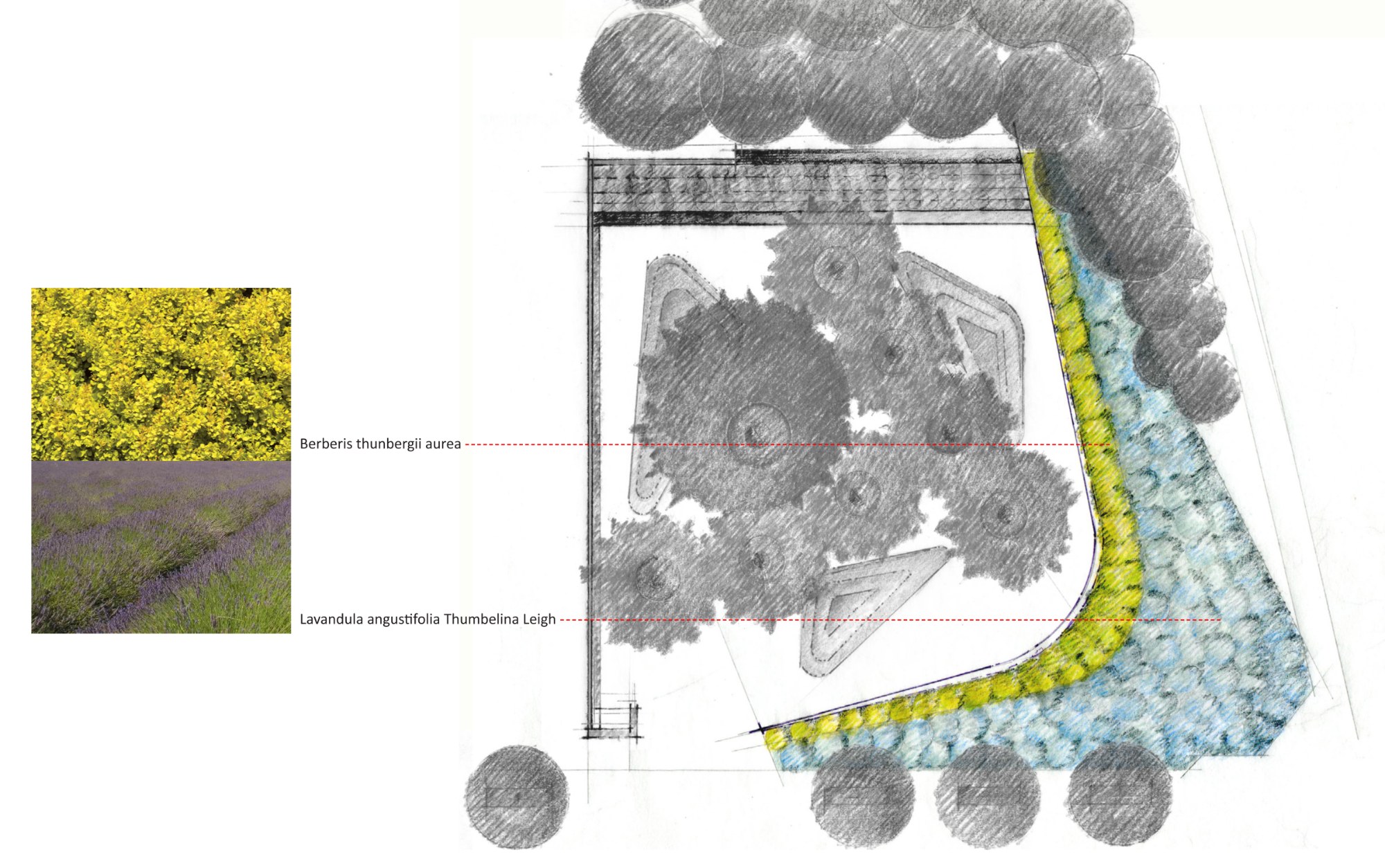Legacy Memorial Park — Planting plan — berm: Berberis thunbergii aurea and Lavandula angustifolia.