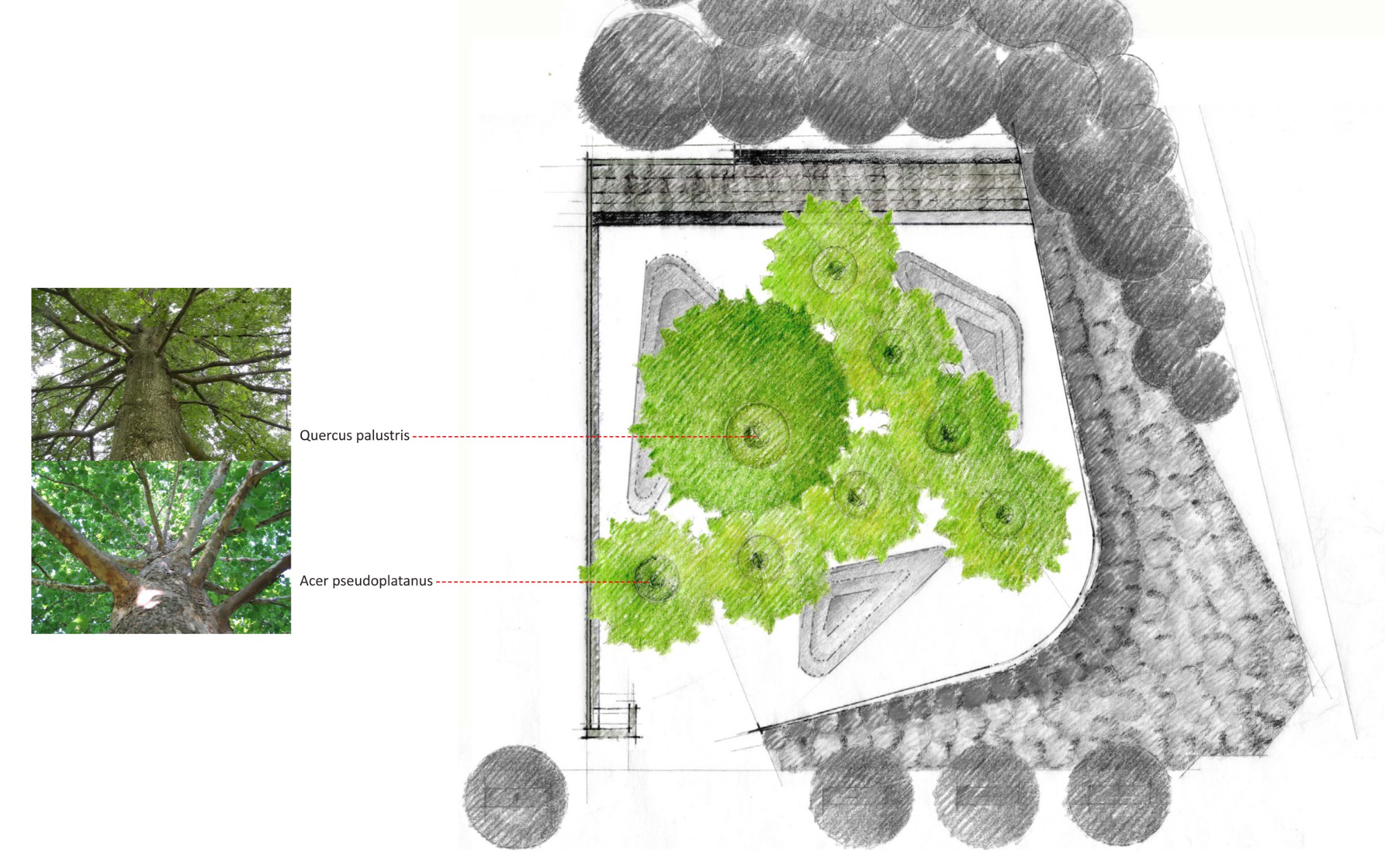 Legacy Memorial Park — Planting plan — canopy: Quercus palustris and Acer pseudoplatanus.