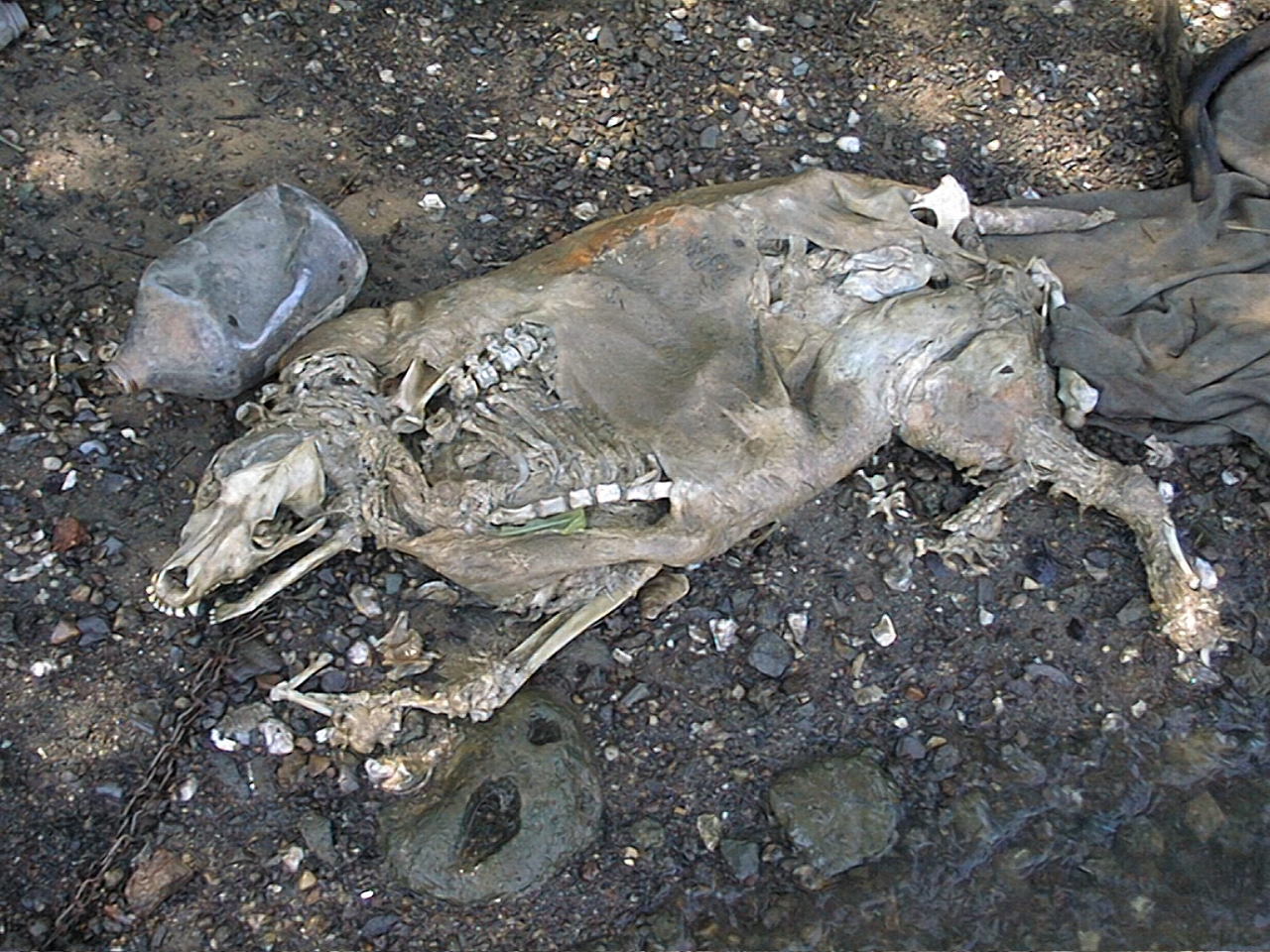 Naming the Dead — cover image
